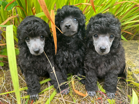 PLUBEN TOY POODLE PUPPIES, KC REG, PRA CLEAR, SILVER, BLUE