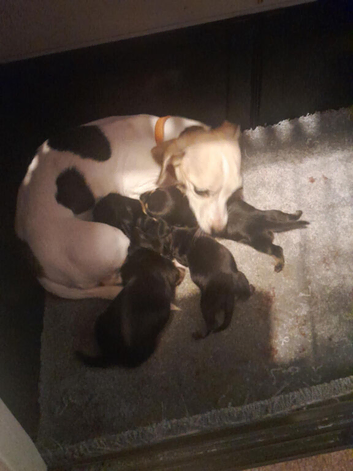 Jackhunds