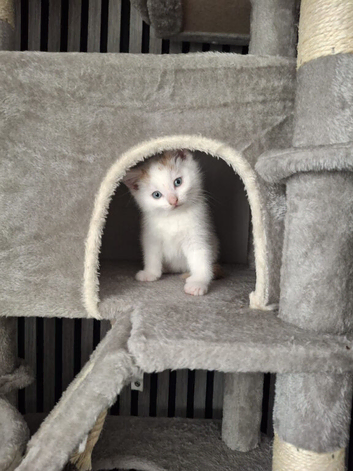 Kittens for sale