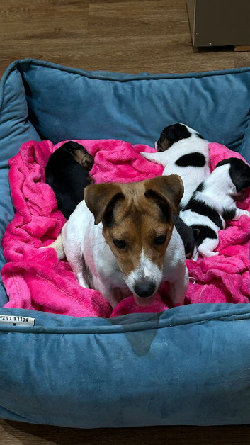 jack Russell