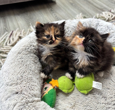 Half British short hair kittens
