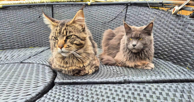 Male maine coon and kittens
