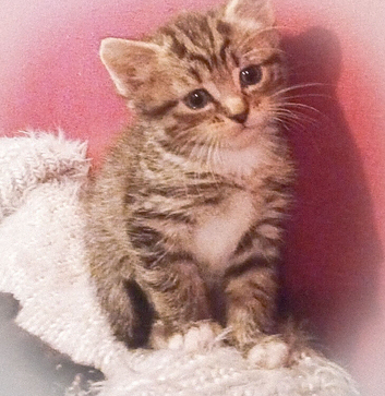 Tabby Kittens (Stevenage)