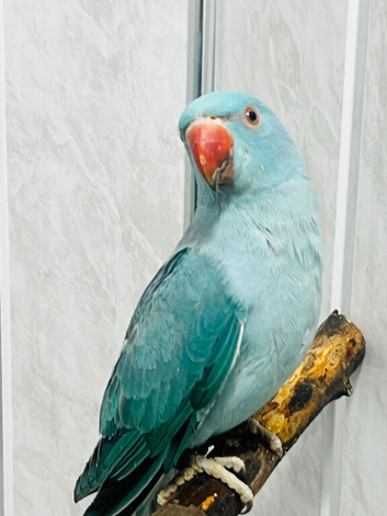 Baby Blue Indian Ringneck Talking Parrot