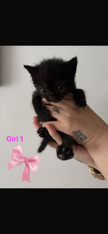 Kittens for sale