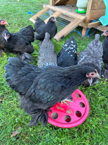 Pekin bantam chicken's