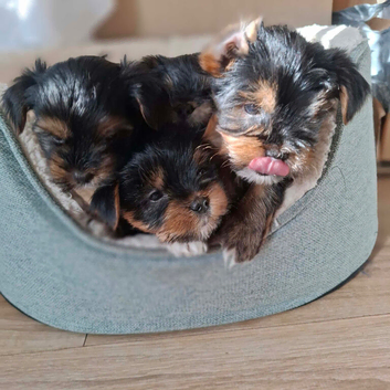 5 beautiful Yorkshire Terrier puppies - 2 girls and 3 boys