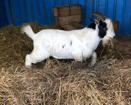 Pygmy X Boer Billy