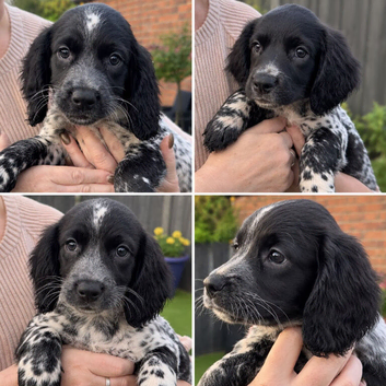 Stunning 3/4 Springer Sprocker Puppies - Ready Now