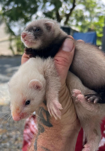 Ferret kits for sale