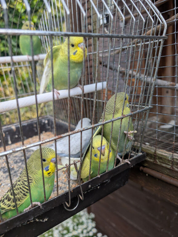 Baby budgies for sale