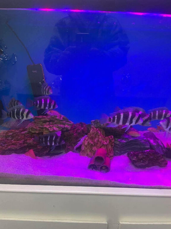 Frontosa Burundi job lot