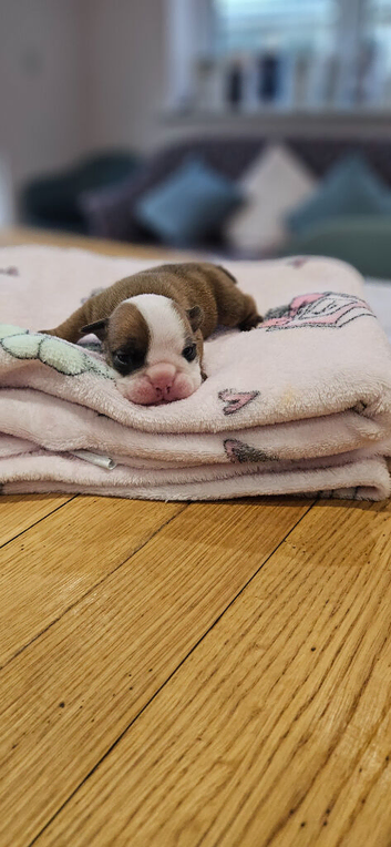 Pedigree English bulldogs