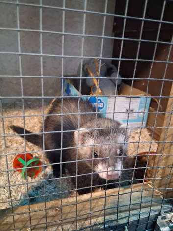 Polecat jill