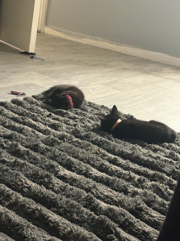 Kittens Shyla and Skyla