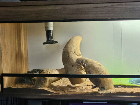 Bearded dragon Female + Viv full set up
