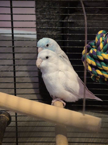 Pair of parrotlets for sale