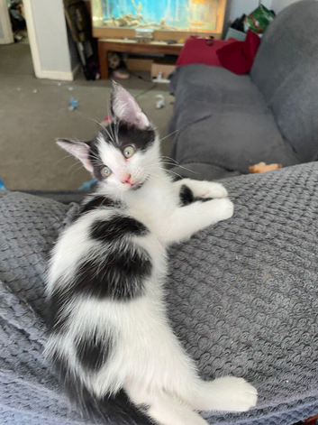 Loving playful Kittens