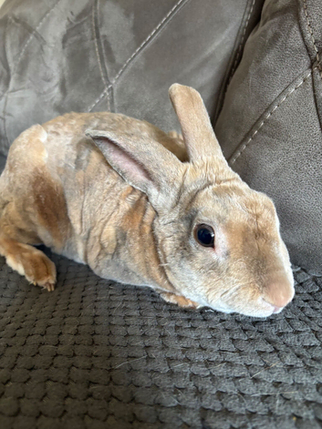Light Fawn Adult Male Rex Bunny
