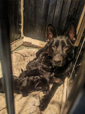 ️ Straight Back German Shepherd Puppies