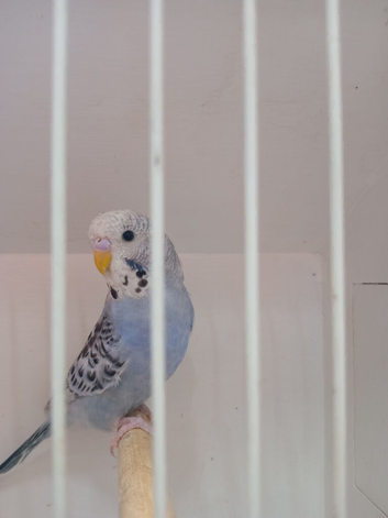 Young budgie