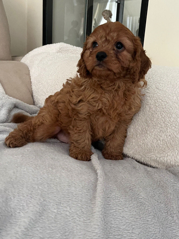 Cavapoo puppy 1 boy available