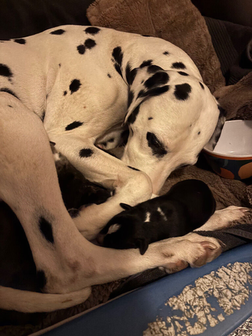 Stunning Dalmatian cross blue merle border collie