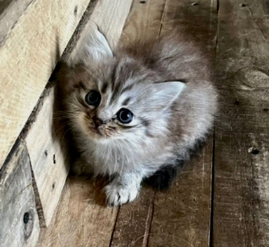 Beautiful kittens