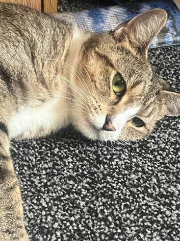 Female cat