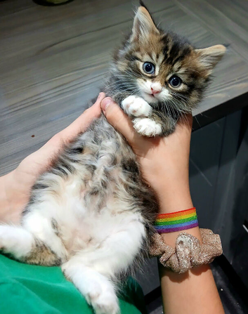 3 mixed breed kittens