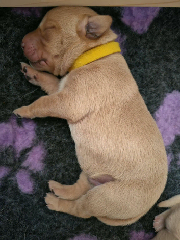 Working American Labrador puppies - available now