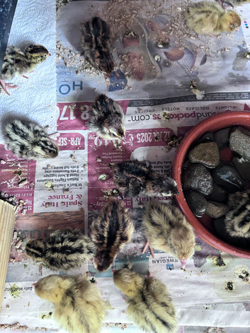 Quail - day old and older