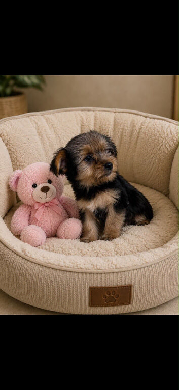 Yorkshire terrier pups
