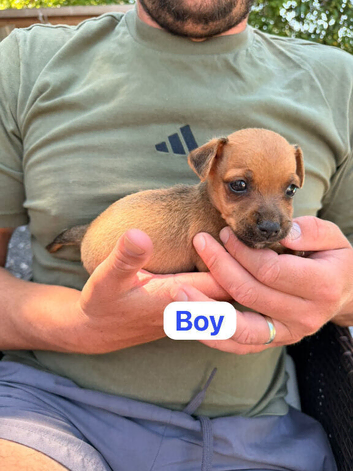 Jack Russell puppies 1 boy laft now ready to go