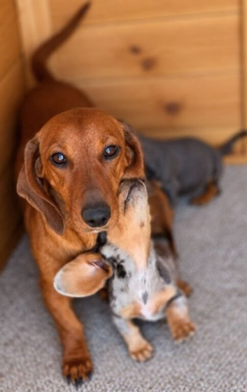 Beautiful dachshunds