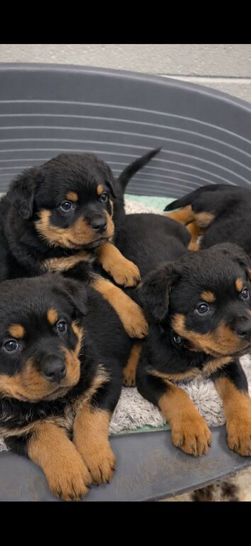 Rottweiler pups KC Registered + Champ Bloodlines