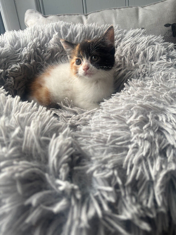 Persian cross kittens ready Friday