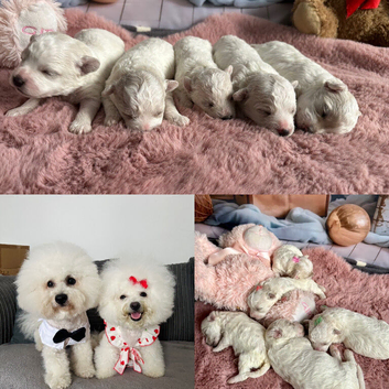 Pure Pedigree Champion Bloodline Bichon Frise