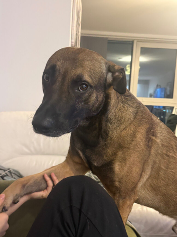 2-Year-Old Friendly Large Dog Looking for a Great Home