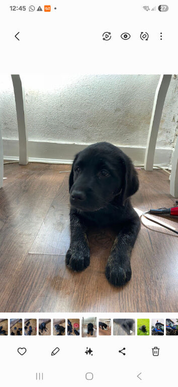 Malamute x black Labrador puppies