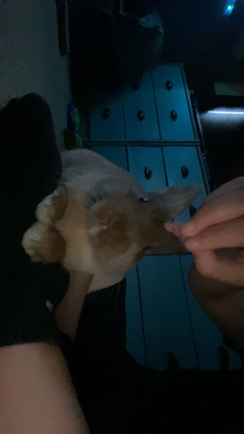 Male rabbit