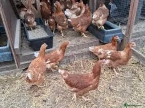 Warren chicks