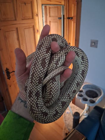 7 year old california king snake and vivarium