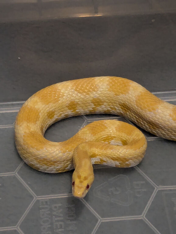 Pair of corn snakes for sale