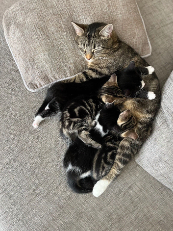 Kittens for sale