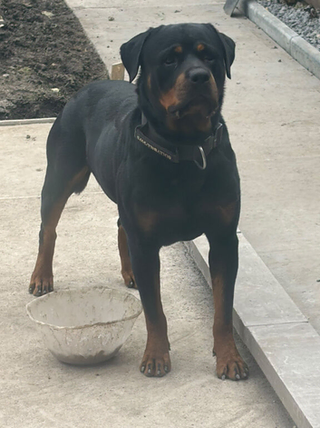 DIGGER