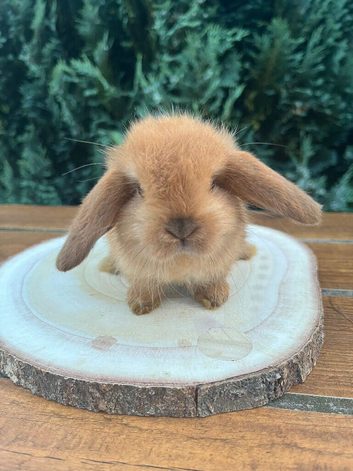 Pure Bred (7 w old) Mini Lop Babies