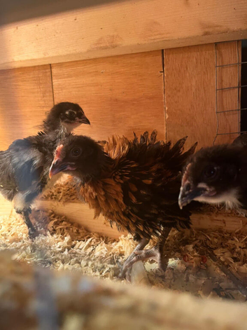 UNSEXED CHICKS FOR SALE