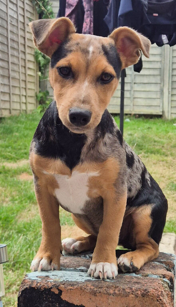 Jack Russell