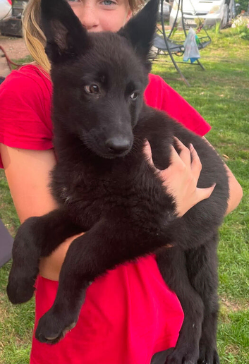 German Shepherd Puppies for Sale